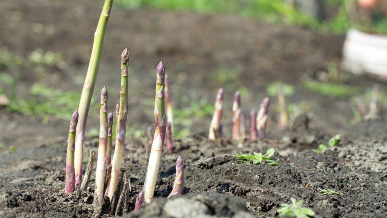 Ruth Stout’s ‘No-Work’ Gardening Method Made Simple: A Guide for Beginners 5 Ruth Stout’s ‘No-Work’ Gardening Method Made Simple: A Guide for Beginners - asparagus planting dp418795120
