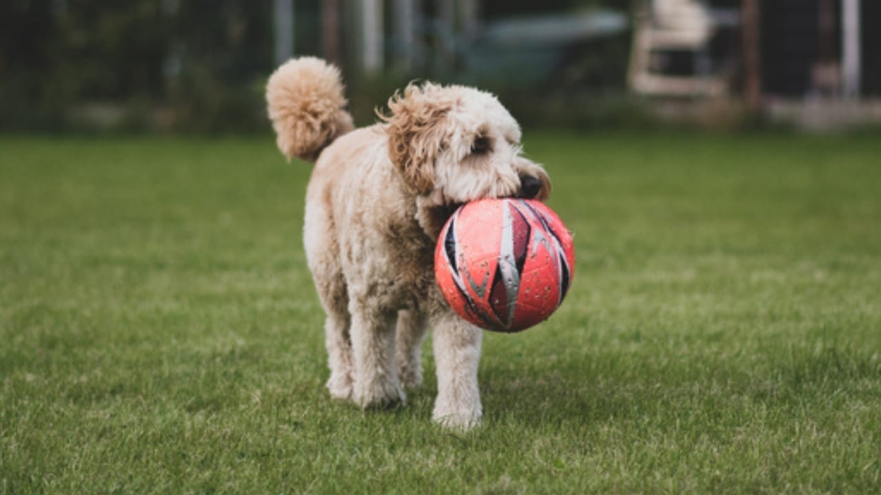 Aussiedoodle 101: Personality, Training Tips, Care & More - aussiedoodle playing ss2025864998