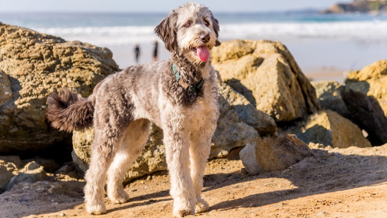 Aussiedoodle 101: Personality, Training Tips, Care & More - aussiedoodle ss1278389476