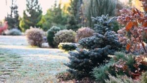 15 Ways to Get Your Garden Frost-Ready Before It’s Too Late 1 15 Ways to Get Your Garden Frost-Ready Before It’s Too Late - autumn garden view ss2366524009
