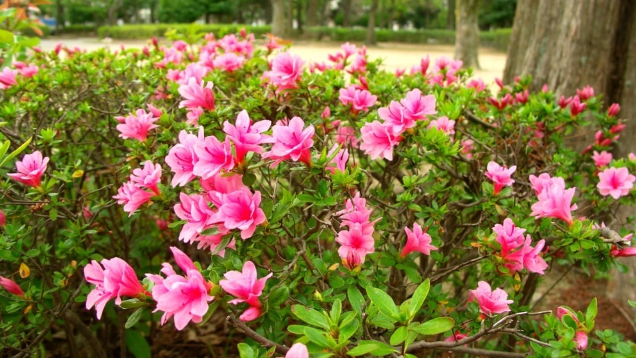 Your Leftover Coffee Grounds are Perfect for These 18 Acid-Loving Plants 3 Your Leftover Coffee Grounds are Perfect for These 18 Acid-Loving Plants - azalea ss2515370129