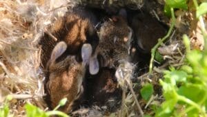 Think Twice Before Mowing Over Dead Grass Patches— Here's Why 1 Think Twice Before Mowing Over Dead Grass Patches— Here's Why - baby bunnies ss2233083011