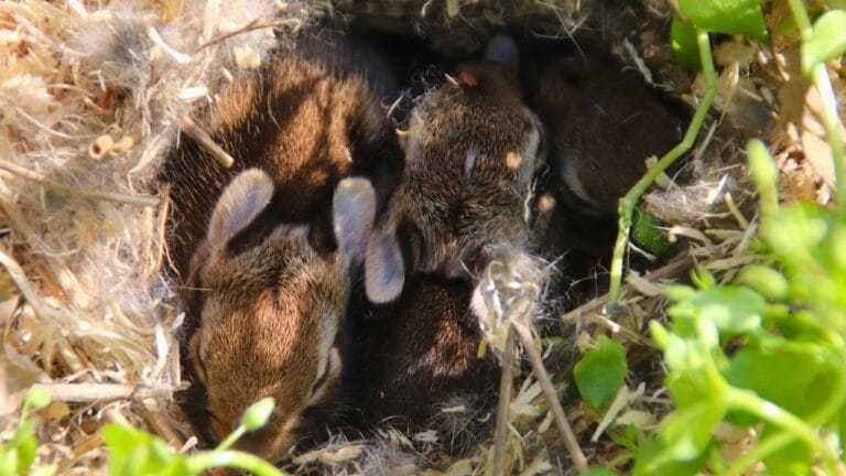 Think Twice Before Mowing Over Dead Grass Patches— Here's Why 2 Think Twice Before Mowing Over Dead Grass Patches— Here's Why - baby bunnies ss2233083011