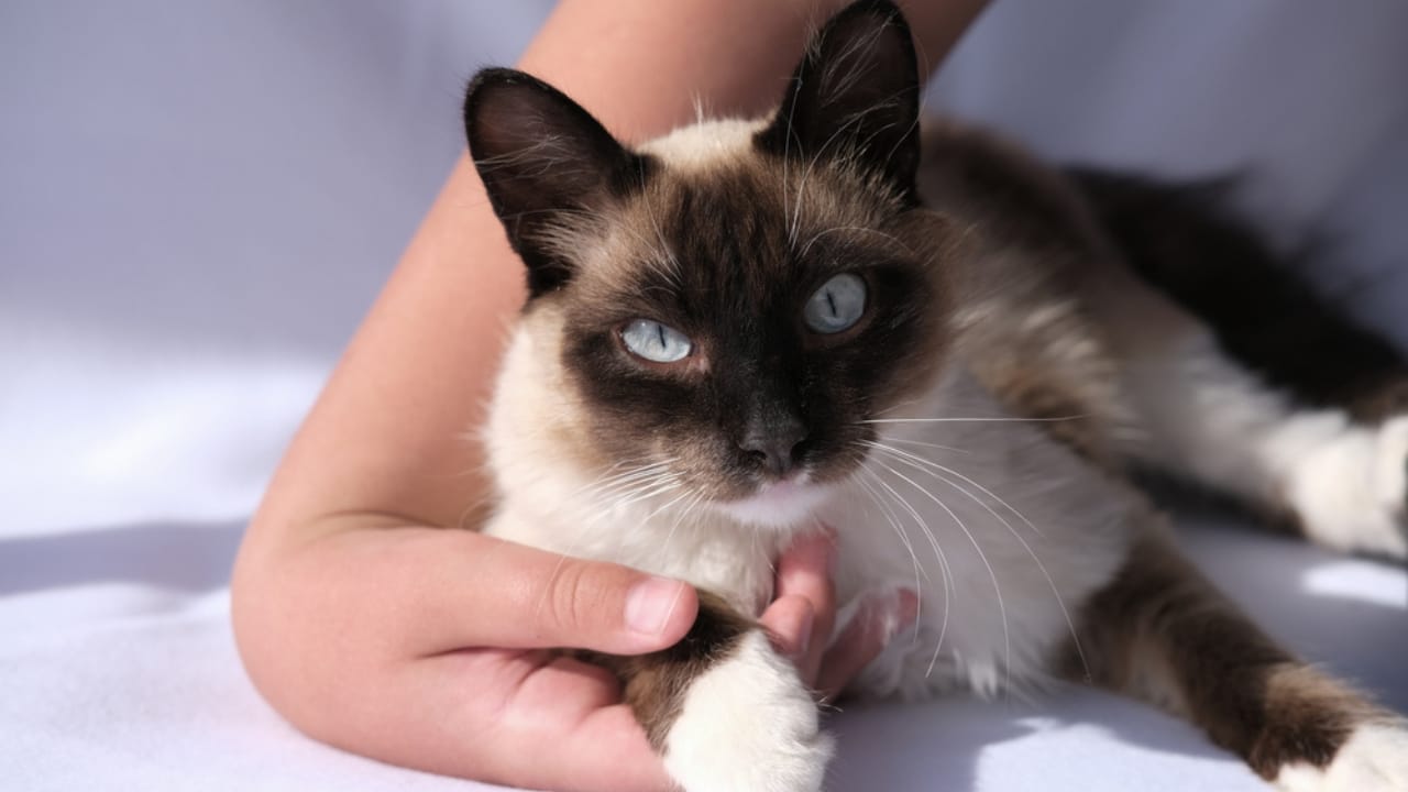 Meet the Balinese Cat: Graceful, Playful & Part of the Siamese Line 5 Meet the Balinese Cat: Graceful, Playful & Part of the Siamese Line - balinese cat laying and looking ss1772944532
