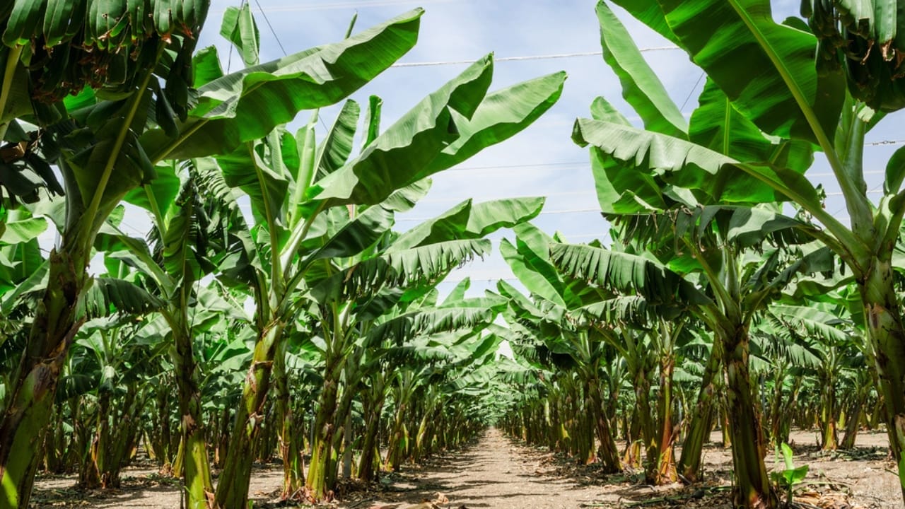 16 Unexpected Places to Find Water in an Emergency 7 16 Unexpected Places to Find Water in an Emergency - banana tree dp48899787