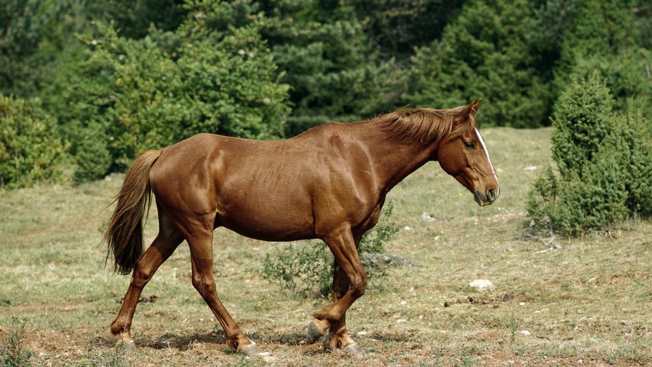 15 Legendary Horse Breeds That Braved the Battlefields of War 12 15 Legendary Horse Breeds That Braved the Battlefields of War - barb dp338027136