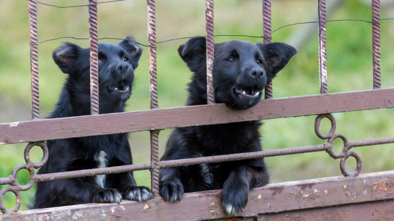 25 Questions Every Homebuyer Should Ask Their Realtor 21 25 Questions Every Homebuyer Should Ask Their Realtor - barking dogs dp42925153