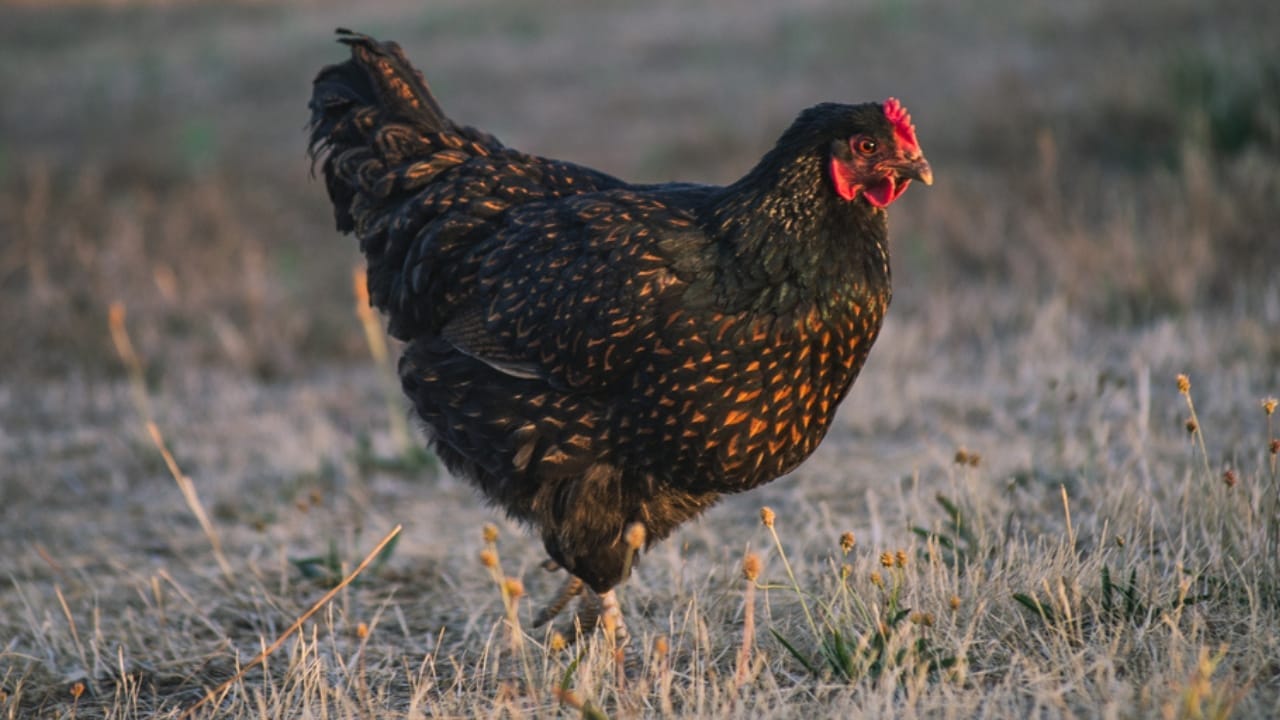 15 Beginner-Friendly Chicken Breeds That Will Keep Your Egg Basket Full 16 15 Beginner-Friendly Chicken Breeds That Will Keep Your Egg Basket Full - barnevelder chicken dp388035790