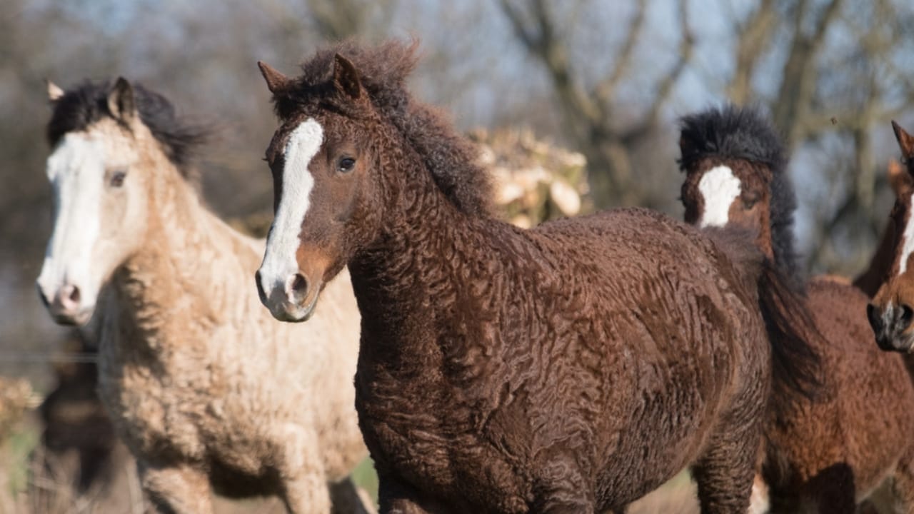 15 Gloriously Fluffy Horse Breeds You Need to See 7 15 Gloriously Fluffy Horse Breeds You Need to See - bashkir curly ss2304462507