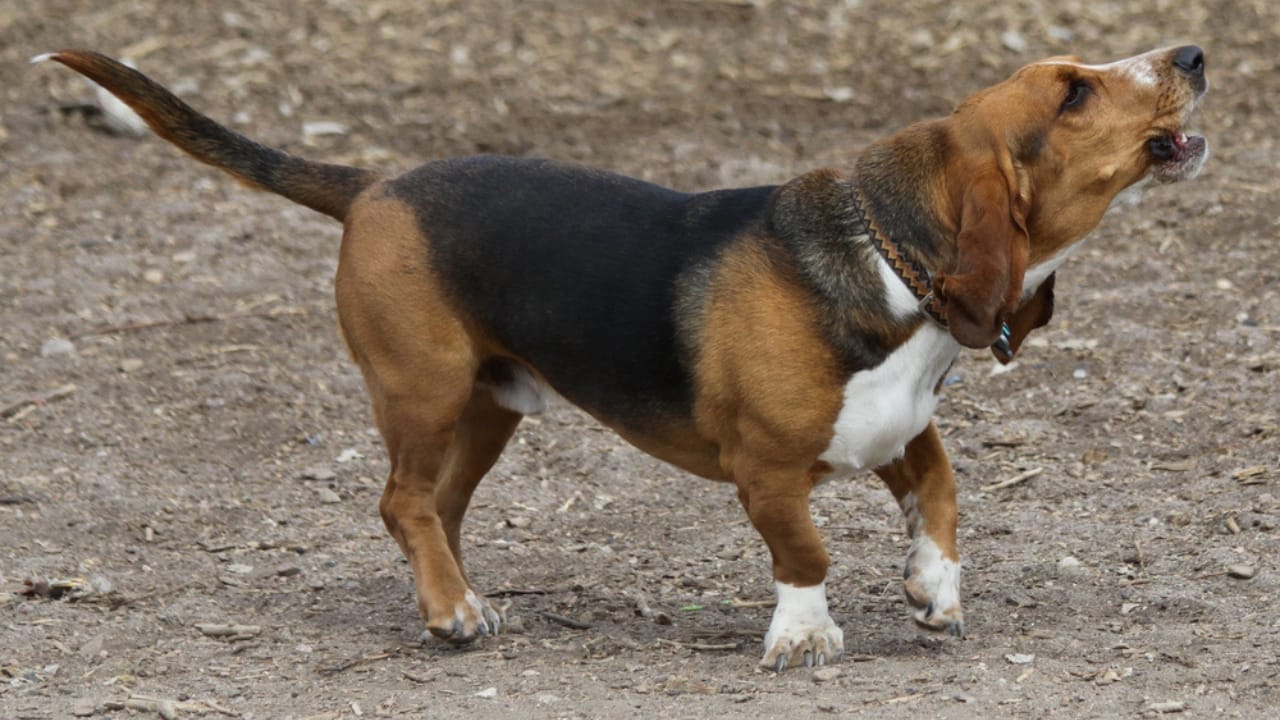 Golden Retriever Charlie's World Record-Breaking Bark & 15 Loudest Barking Breeds - basset hound ss9847816