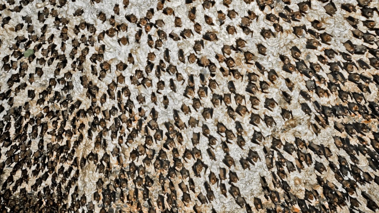 15 Animals That Find Their Happiness in Togetherness 17 15 Animals That Find Their Happiness in Togetherness - bat in cave dp213032056 1