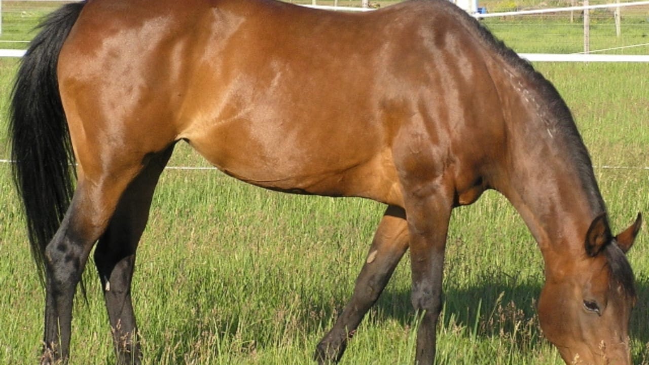 A Closer Look at Horse Colors: From Uncommon Shades to Everyday Favorites - bay horse wc