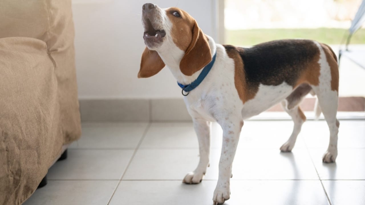 Golden Retriever Charlie's World Record-Breaking Bark & 15 Loudest Barking Breeds - beagle ss2505332973
