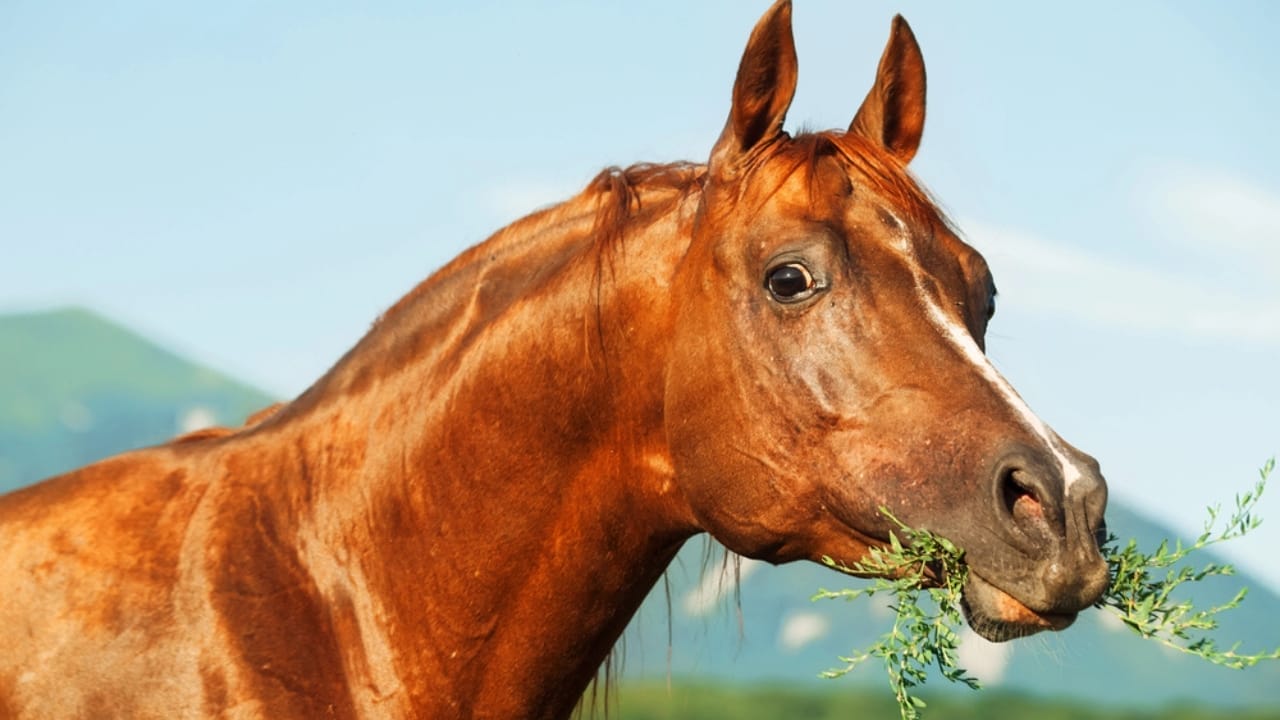 A Closer Look at Horse Colors: From Uncommon Shades to Everyday Favorites - beautiful sorrel horse dp42615957