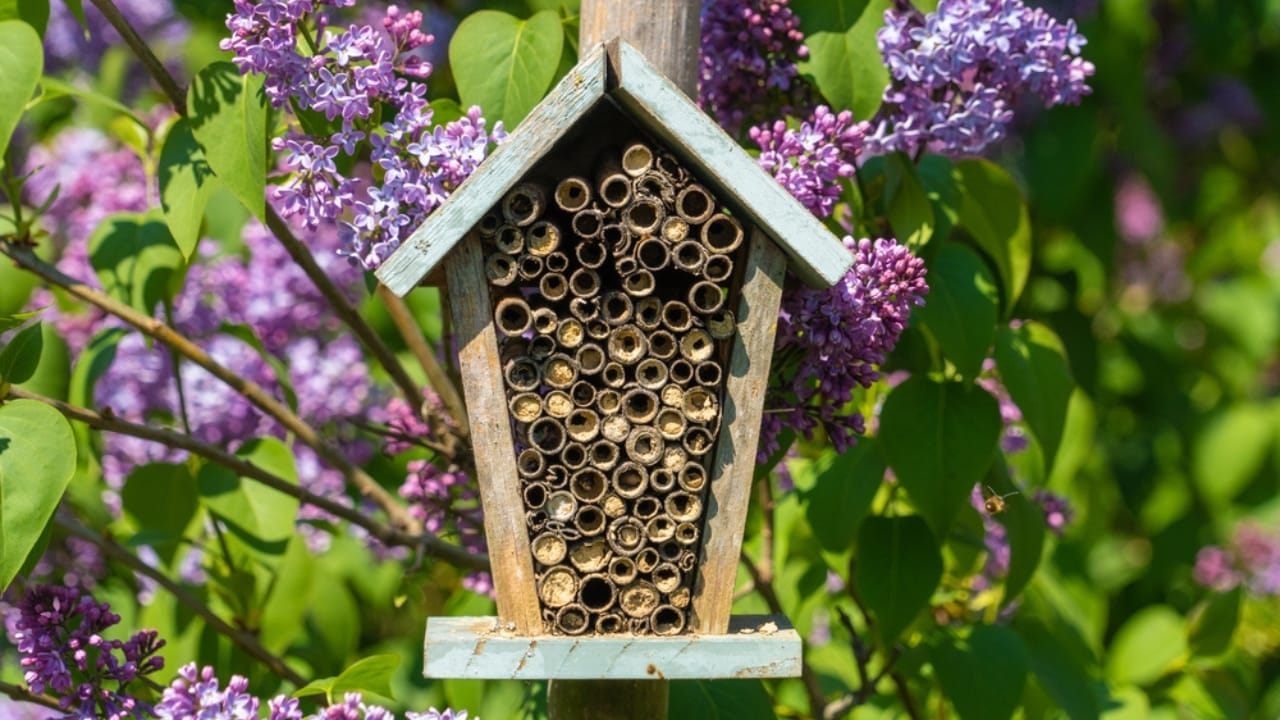 13 Fall Garden Ideas to Attract Pollinators Year After Year 5 13 Fall Garden Ideas to Attract Pollinators Year After Year - bee nest with flower ss1752018005