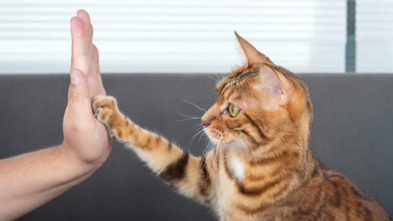 Cats Aren’t Just Cute—Here Are 20 Life-Changing Benefits - bengal cat high five paw dp521825942