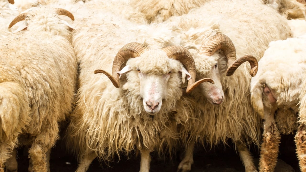 Meet the Stars of the Farm: 15 Animals Everyone’s Obsessed With 7 Meet the Stars of the Farm: 15 Animals Everyone’s Obsessed With - bighorn sheep coat ss163935002