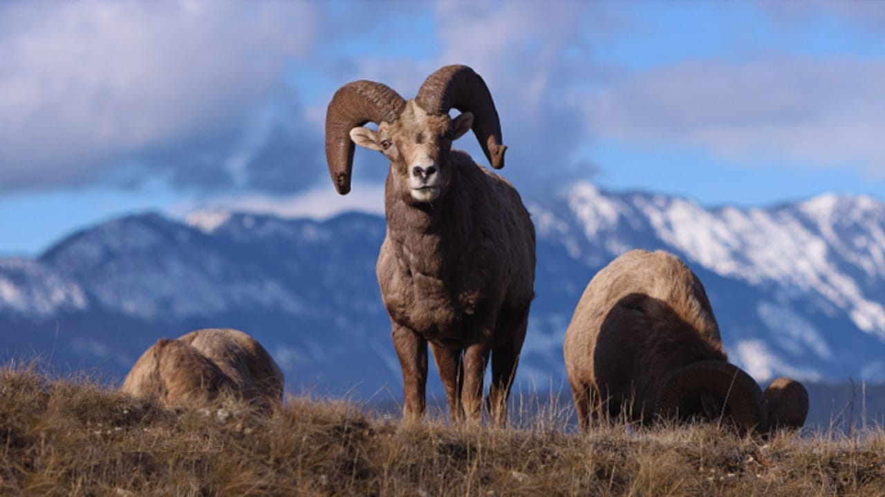 16 Things That Make Bighorn Sheep Way More Impressive Than You Think 15 16 Things That Make Bighorn Sheep Way More Impressive Than You Think - bighorn sheep in mountain ss1397797736
