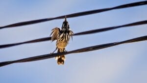 Electrocuted Birds Spark Wildfire Crisis Nationwide—A Call to Action 1 Electrocuted Birds Spark Wildfire Crisis Nationwide—A Call to Action - bird powerline ss2450548637