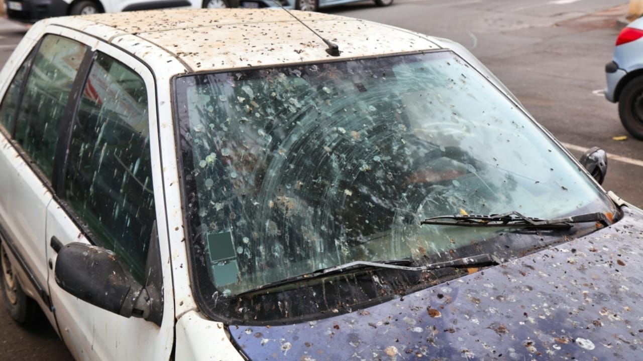 10 Spiritual Messages Behind Birds’ Bathroom Breaks on Your Car 7 10 Spiritual Messages Behind Birds’ Bathroom Breaks on Your Car - bird droppings ss2376130355