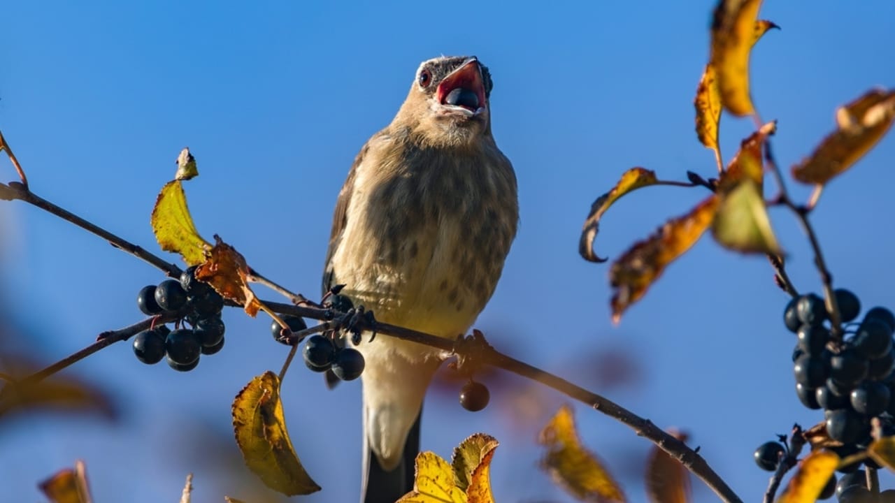 Attract Songbirds with the Berries of This Native Shrub 5 Attract Songbirds with the Berries of This Native Shrub - bird eating chokeberry ss2497672097