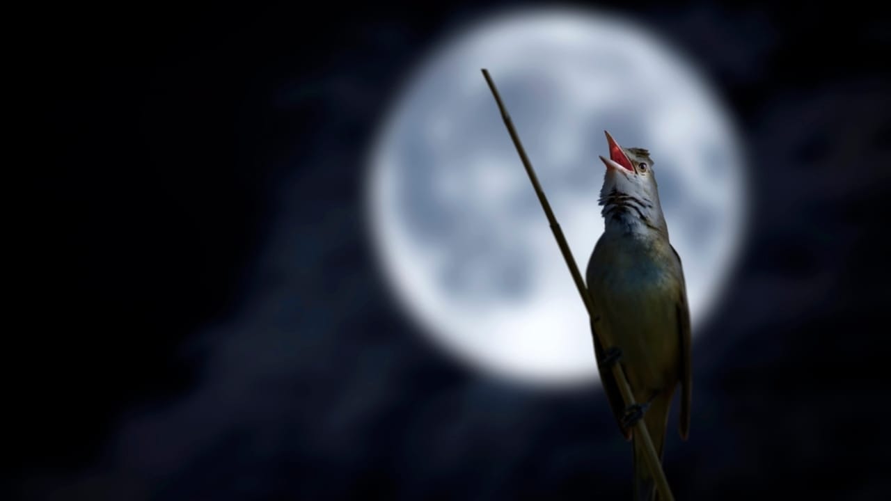 Why Birds Sing at Night: 10 Spiritual Messages Behind Their Calls 6 Why Birds Sing at Night: 10 Spiritual Messages Behind Their Calls - bird full moon ss2426866481