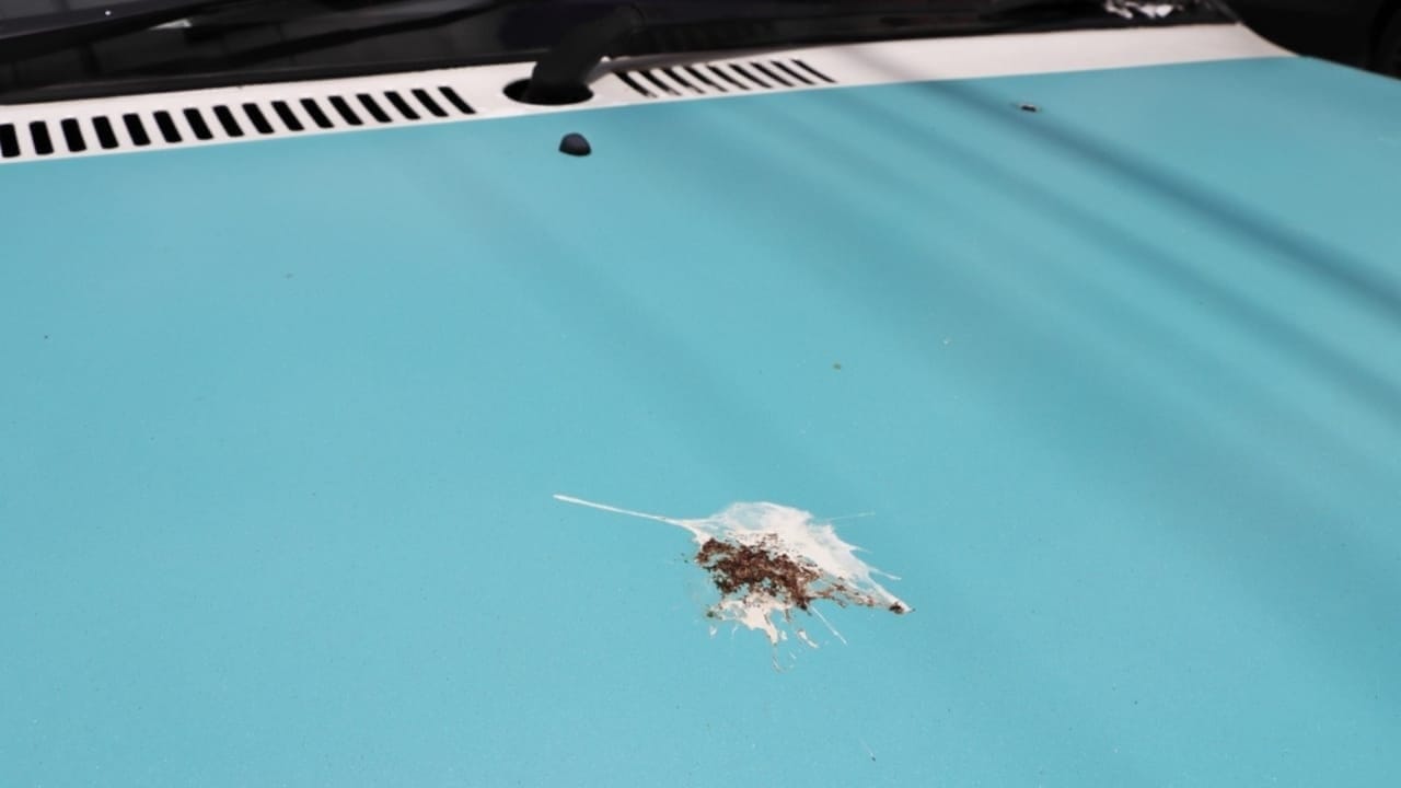 10 Spiritual Messages Behind Birds’ Bathroom Breaks on Your Car 6 10 Spiritual Messages Behind Birds’ Bathroom Breaks on Your Car - bird poop car hood ss2508679565