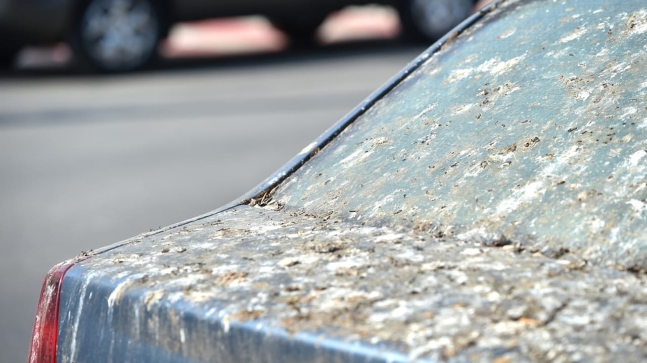 10 Spiritual Messages Behind Birds’ Bathroom Breaks on Your Car 11 10 Spiritual Messages Behind Birds’ Bathroom Breaks on Your Car - bird poop covered car ss2142476787