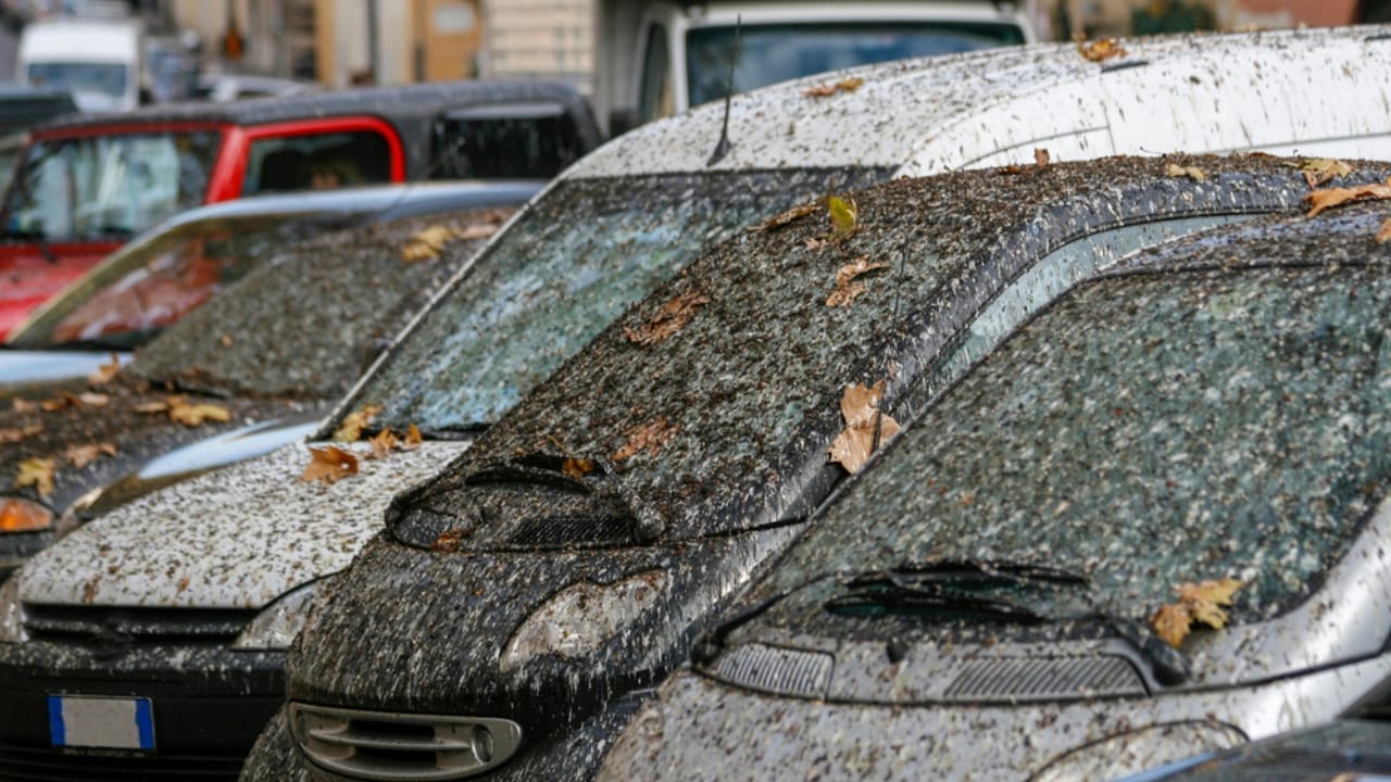 10 Spiritual Messages Behind Birds’ Bathroom Breaks on Your Car 4 10 Spiritual Messages Behind Birds’ Bathroom Breaks on Your Car - bird poop on cars dp323743390