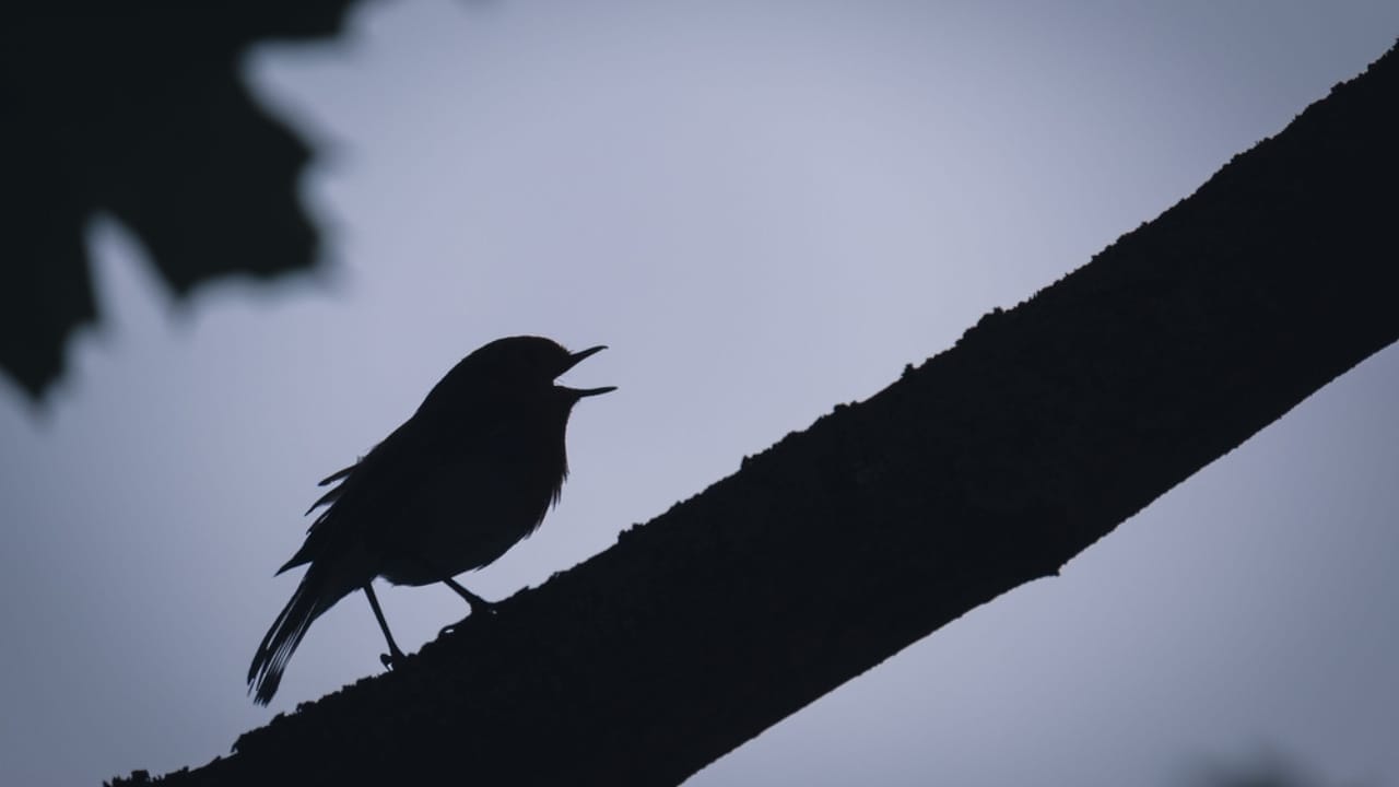 Why Birds Sing at Night: 10 Spiritual Messages Behind Their Calls 3 Why Birds Sing at Night: 10 Spiritual Messages Behind Their Calls - bird silhouette dp576569930