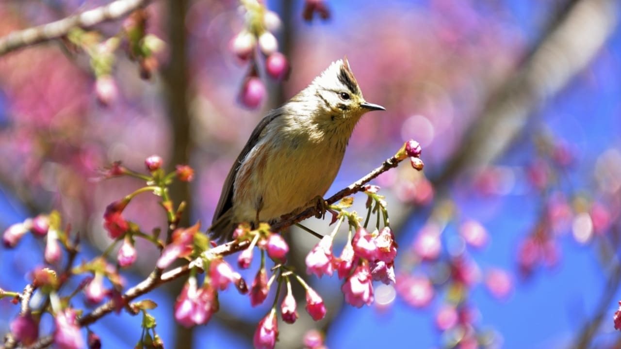 10 Mystical Messages the Universe Sends When Birds Chirp in the Morning 7 10 Mystical Messages the Universe Sends When Birds Chirp in the Morning - bird taiwan dp361673600