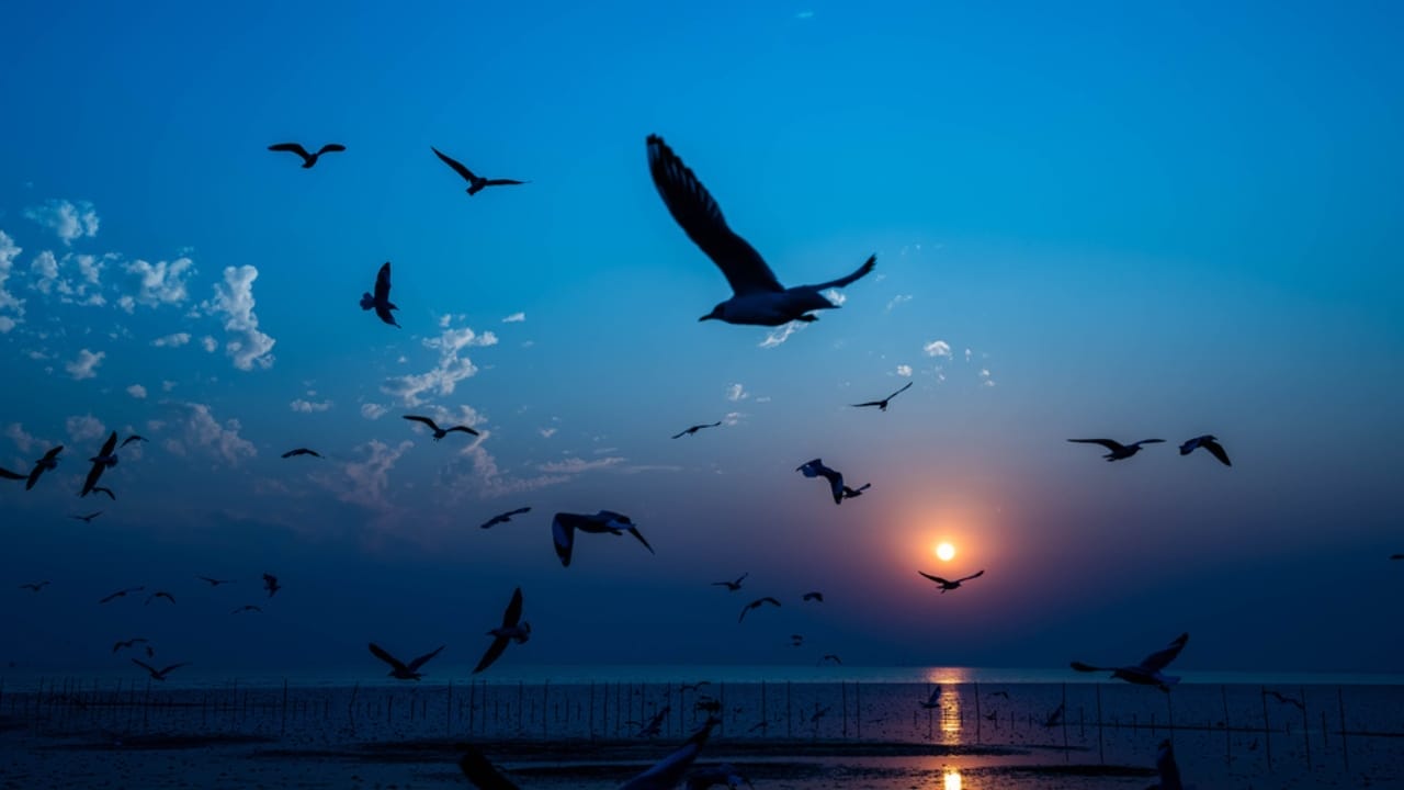 Why Birds Sing at Night: 10 Spiritual Messages Behind Their Calls 9 Why Birds Sing at Night: 10 Spiritual Messages Behind Their Calls - birds flying dp694491750