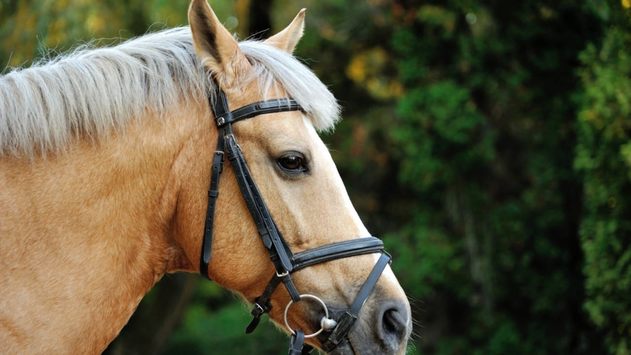 15 Horse Terms to Know Before Grabbing the Reins for the First Time 15 15 Horse Terms to Know Before Grabbing the Reins for the First Time - bitting horse dp174176690