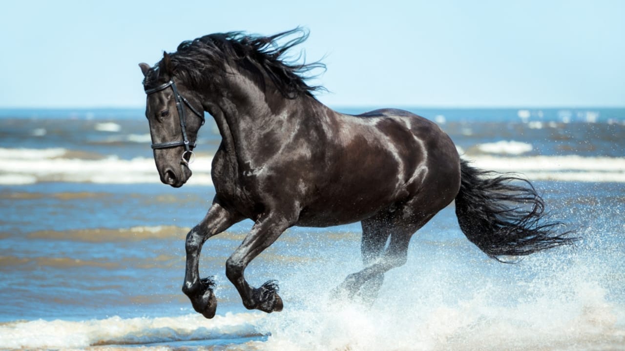 A Closer Look at Horse Colors: From Uncommon Shades to Everyday Favorites 46 A Closer Look at Horse Colors: From Uncommon Shades to Everyday Favorites - black Friesian horse ss770848789