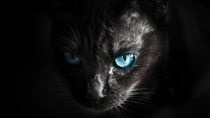 13 Cat Breeds That Will Guard Your Home Like a Dog 1 13 Cat Breeds That Will Guard Your Home Like a Dog - black cat ss1121817596