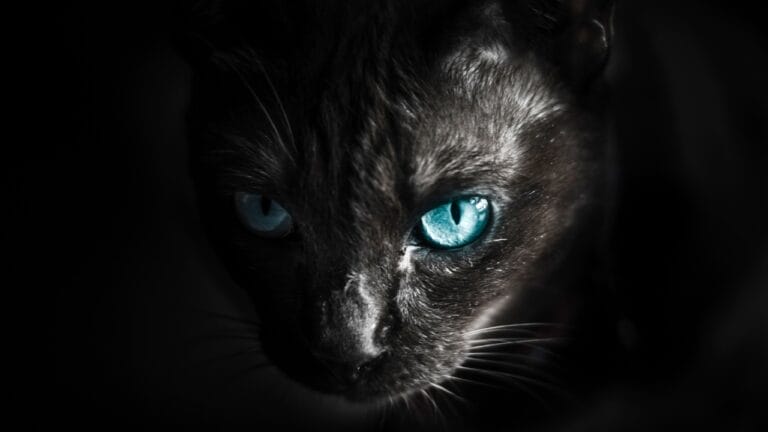 13 Cat Breeds That Will Guard Your Home Like a Dog 6 13 Cat Breeds That Will Guard Your Home Like a Dog - black cat ss1121817596