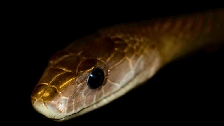 The 12 Largest Venomous Snakes in Nature’s Deadly Arsenal 2 The 12 Largest Venomous Snakes in Nature’s Deadly Arsenal - black mamba ss1870041643