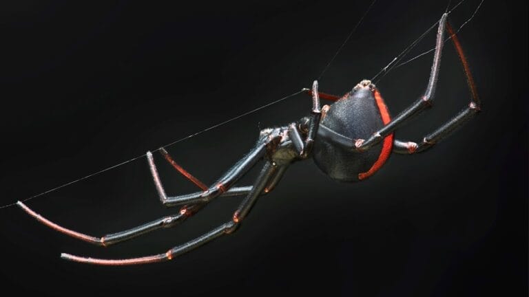 Black Widows Aren’t as Dangerous as You Think 8 Black Widows Aren’t as Dangerous as You Think - black widow spider ss1529421881
