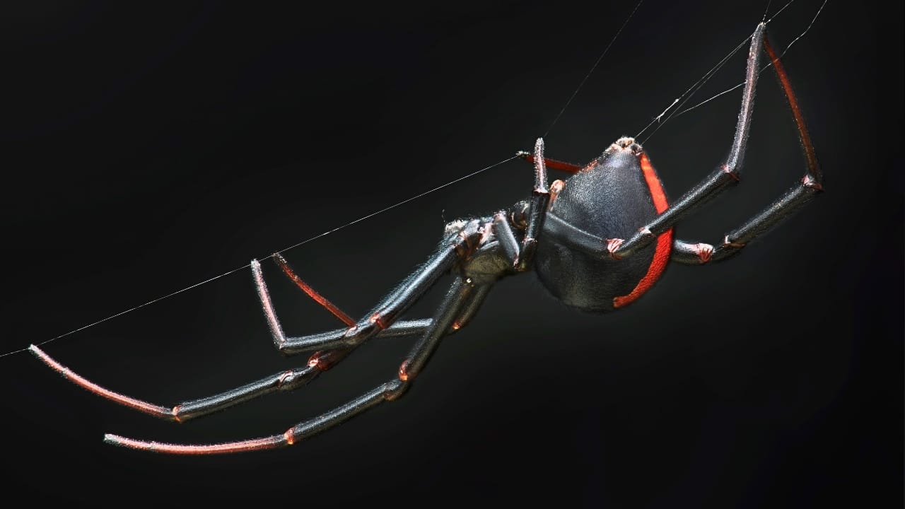Identifying & Managing Black Widow Spiders in Your Home - black widow spider ss1529421881