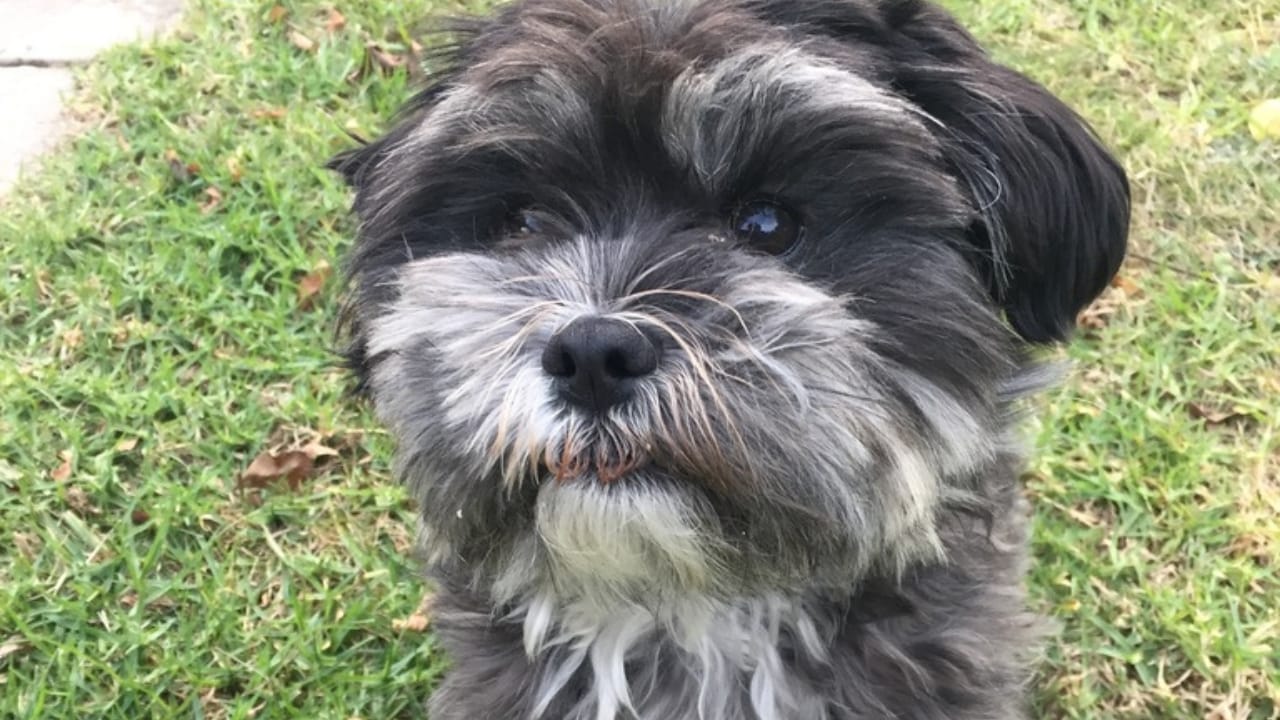 8 Rare Maltese Colors & Patterns You’ve Probably Never Heard Of 5 8 Rare Maltese Colors & Patterns You’ve Probably Never Heard Of - black and white Maltese dog wc