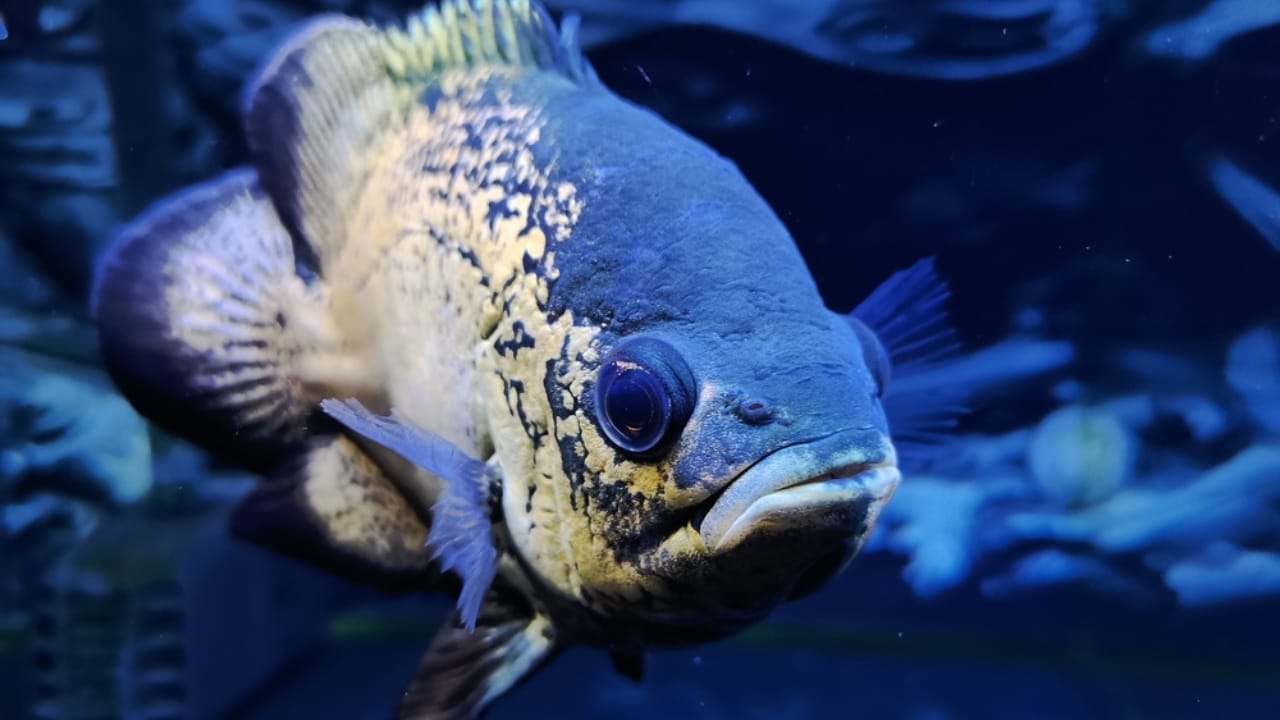 15 Oscar Fish Varieties for the Perfect Aquarium 14 15 Oscar Fish Varieties for the Perfect Aquarium - black and white oscar fish ss2300969419