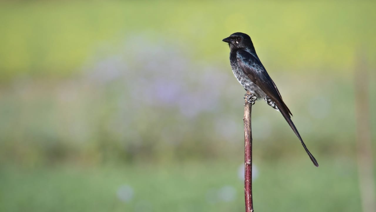 15 Black Bird Species That Prove Beauty Isn’t Limited to Color 15 15 Black Bird Species That Prove Beauty Isn’t Limited to Color - black drongo dp52977229