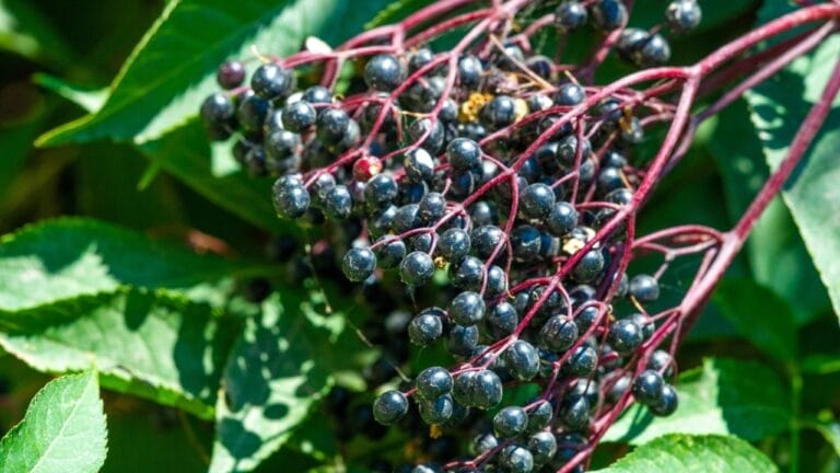 Want to Grow Elderberries? Here's How to Do It Right - black elderberry plant ss2508952399