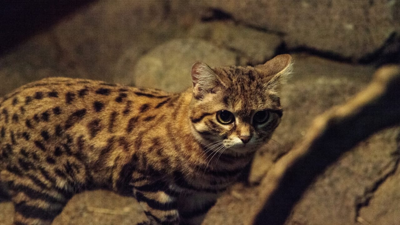 Deadlier than Lions: Meet the Pocket-Sized Cat with a 60% Kill Rate 3 Deadlier than Lions: Meet the Pocket-Sized Cat with a 60% Kill Rate - black footed cat felis dp159109086