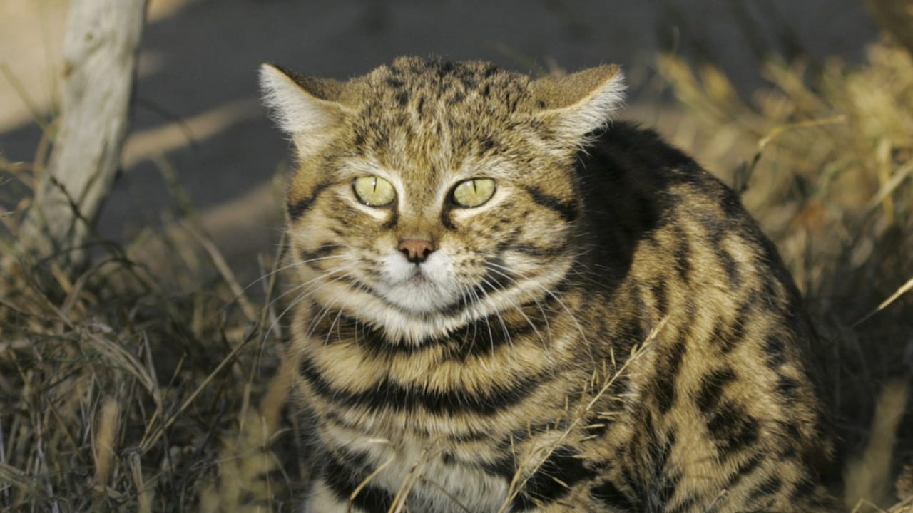 Deadlier than Lions: Meet the Pocket-Sized Cat with a 60% Kill Rate 6 Deadlier than Lions: Meet the Pocket-Sized Cat with a 60% Kill Rate - black footed cat ss99298238