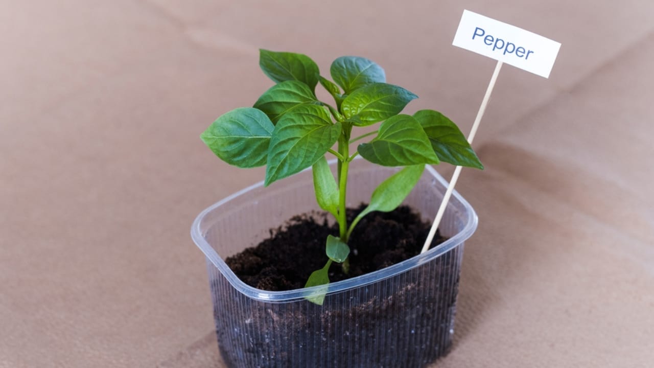 Grow Your Own Black Pepper: A Gardener’s Guide to Cultivating & Harvesting 4 Grow Your Own Black Pepper: A Gardener’s Guide to Cultivating & Harvesting - black pepper dp537294356