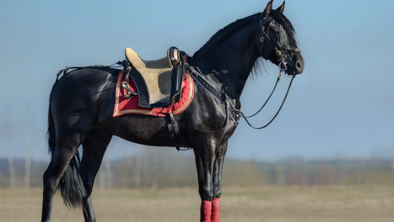 50+ Horse Terms & Slang Every Equestrian Should Know 40 50+ Horse Terms & Slang Every Equestrian Should Know - black spanish horse with saddle dp213067850