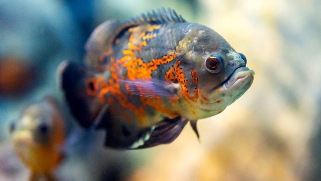 15 Oscar Fish Varieties for the Perfect Aquarium 6 15 Oscar Fish Varieties for the Perfect Aquarium - black tiger oscar fish dp437710300