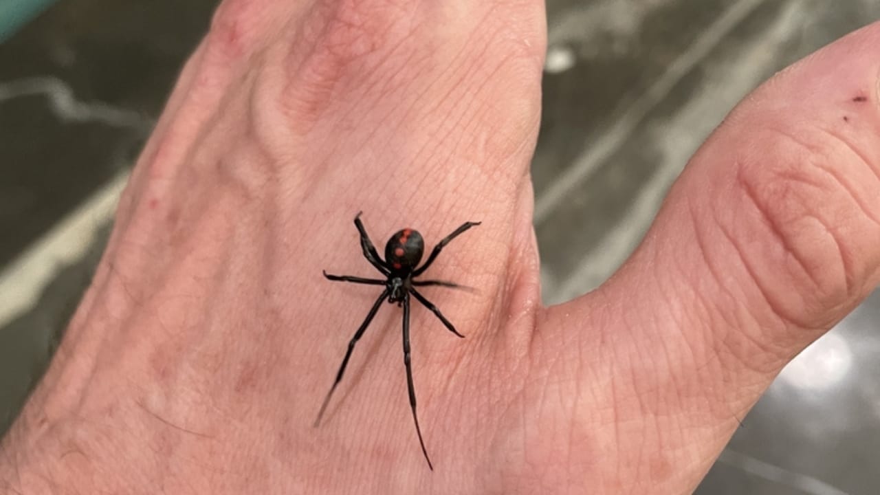 Black Widows Aren’t as Dangerous as You Think 5 Black Widows Aren’t as Dangerous as You Think - black widow bites ss2354377479
