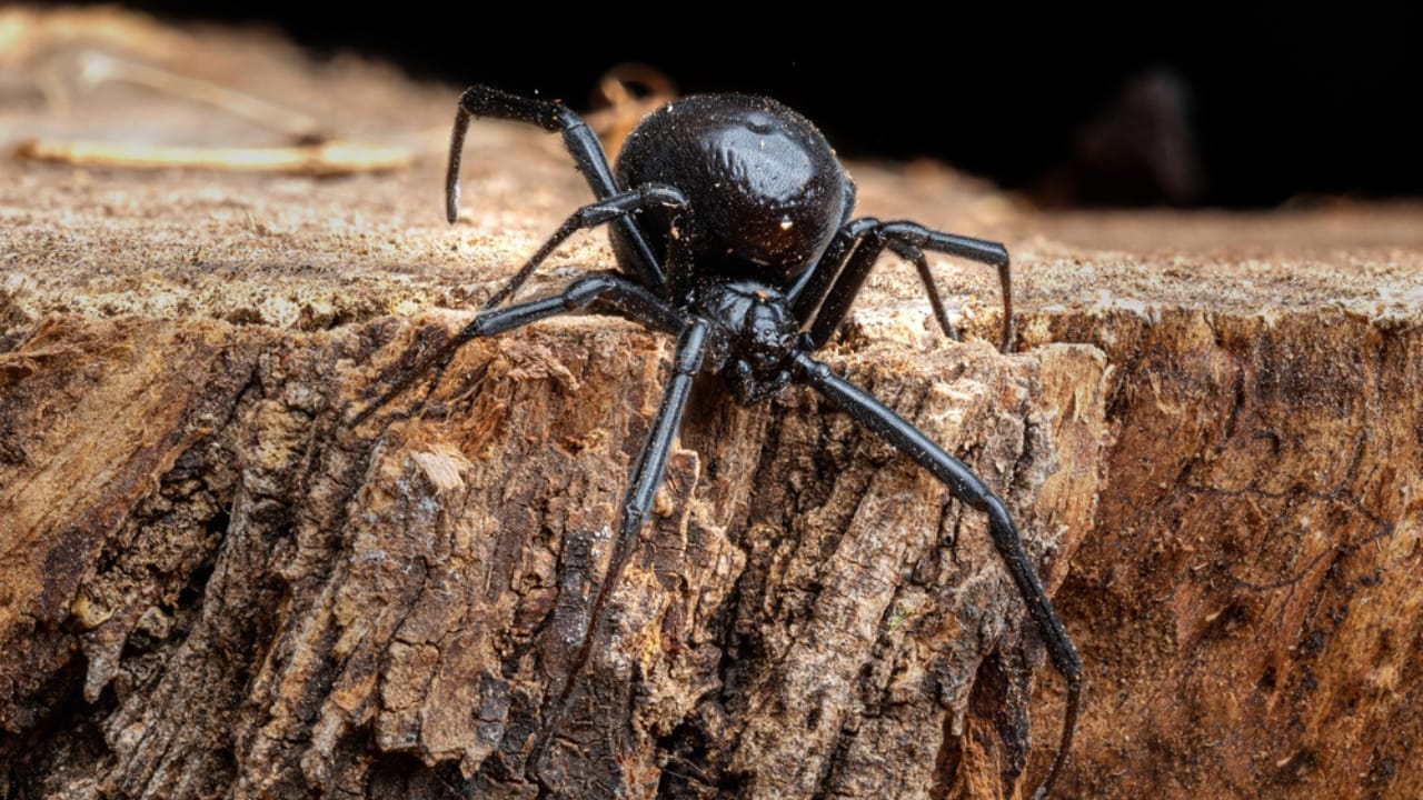 Black Widows Aren’t as Dangerous as You Think 3 Black Widows Aren’t as Dangerous as You Think - black widow spider ss2018440844